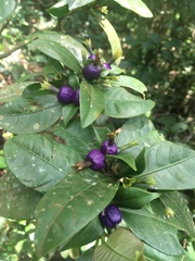 Psychotria laciniata