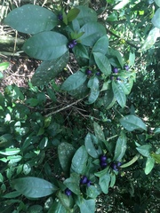 Psychotria laciniata