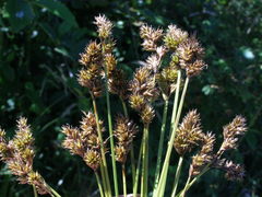 Carex subbracteata