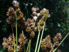 Carex subbracteata
