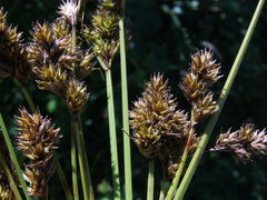 Carex subbracteata