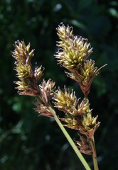 Carex subbracteata