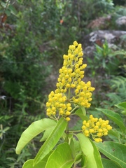 Heteropterys intermedia