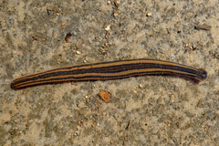 Richardsonianus australis
