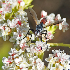 Cylindromyia bicolor