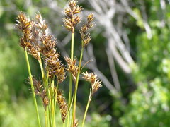 Carex subbracteata