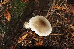 Tricholoma nigrum