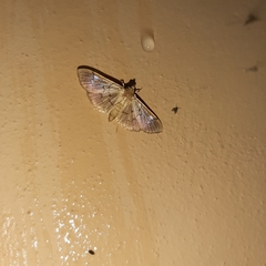 Microthyris anormalis