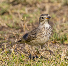 Anthus rubescens