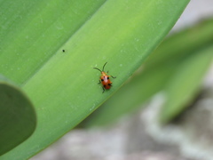 Stethopachys formosa