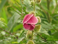 Hibiscus diversifolius rivularis