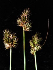 Carex subbracteata