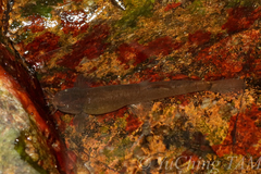 Oreonectes platycephalus