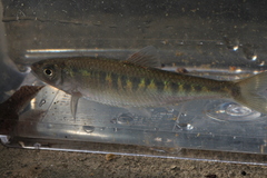 Opsariichthys evolans