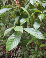 Psychotria viridis