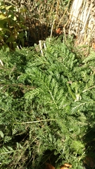 Achillea millefolium