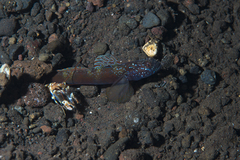 Amblyeleotris latifasciata