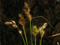 Carex subbracteata