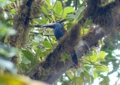 Andigena laminirostris