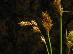 Carex subbracteata