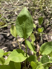 Damasonium minus