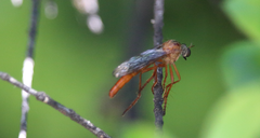 Neoderomyia fulvipes