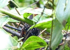 Acropternis orthonyx