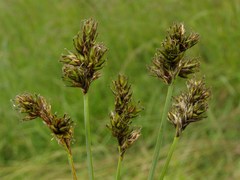 Carex subbracteata