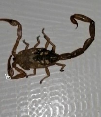 Centruroides infamatus