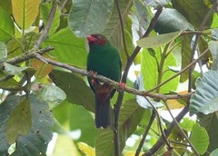 Chlorornis riefferii