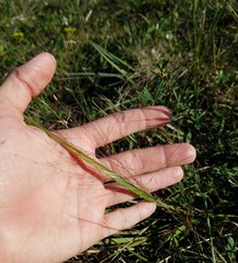 Eragrostis elliottii