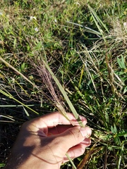 Eragrostis elliottii