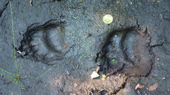 Ursus americanus hamiltoni