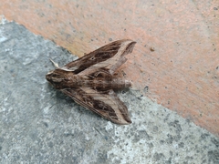 Hippotion velox