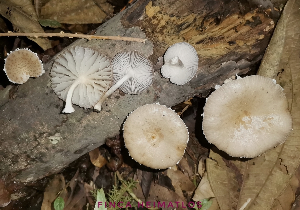 Oudemansiella cubensis · November 2020 · photo: © heimatlos (iNaturalist, cc0)