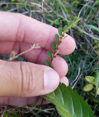 Phyllanthus caroliniensis