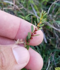 Phyllanthus caroliniensis