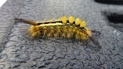 Orgyia leucostigma intermedia