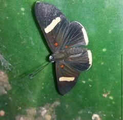 Melanis leucophlegma