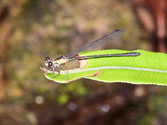 Lestoidea brevicauda