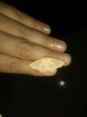 Geometridae