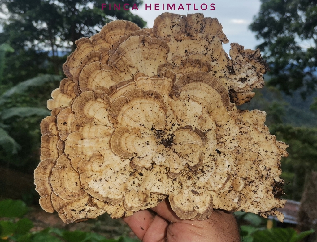 Trametes menziesii · November 2020 · photo: © heimatlos (iNaturalist, cc0)