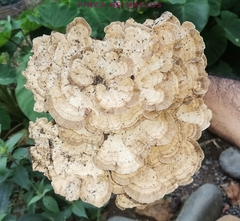 Trametes menziesii