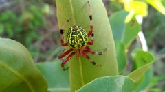 Araneus guttatus