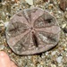 Keyhole Sand Dollars - Photo (c) Carol McDougall, some rights reserved (CC BY-NC), uploaded by Carol McDougall