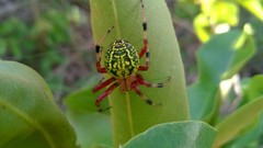Araneus guttatus