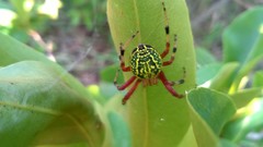 Araneus guttatus