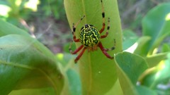 Araneus guttatus