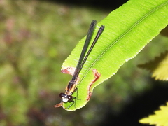 Lestoidea brevicauda