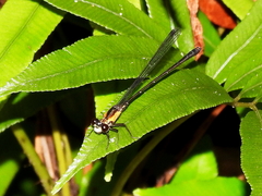 Lestoidea brevicauda